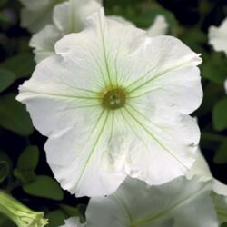 White Improved Petunia Sanguna White Improved