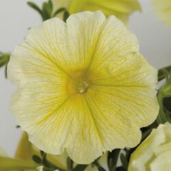 Yellow Petunia Sanguna Yellow