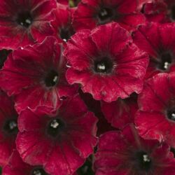 Black Cherry Petunia Supertunia Black Cherry