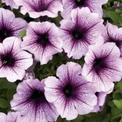 Bordeaux Petunia Supertunia Bordeaux