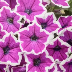 Hoopla Vivid Orchid Petunia Supertunia Hoopla Vivid Orchid