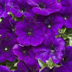Mini Blue Petunia Supertunia Mini Blue