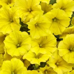 Mini Vista Yellow Petunia Supertunia Mini Vista Yellow