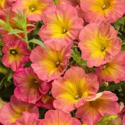 Persimmon Petunia Supertunia Persimmon