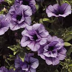 Priscilla Petunia Supertunia Priscilla