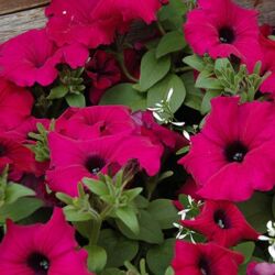 Royal Magenta Petunia Supertunia Royal Magenta