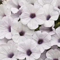 Silver Petunia Supertunia Silver