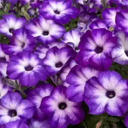 Tiara Blue Petunia Supertunia Tiara Blue