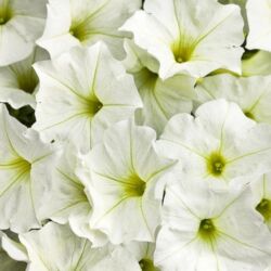 White Petunia Supertunia White