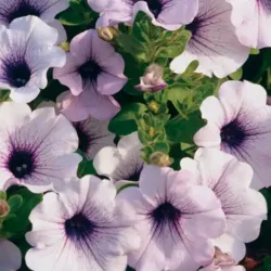 Blue Veined Petunia Supertunia Blue Veined