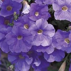 Sky Blue Petunia Surfinia Sky Blue