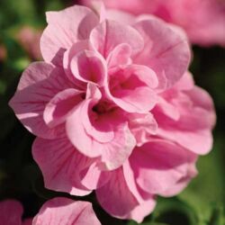 Summer Double Pink Petunia Surfinia Summer Double Pink