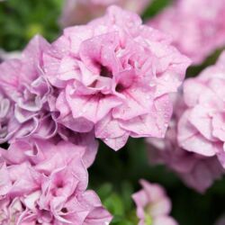 Summer Double Rose Petunia Surfinia Summer Double Rose