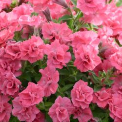 Summer Double Salmon Petunia Surfinia Summer Double Salmon