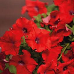 Trailing Red Petunia Surfinia Trailing Red