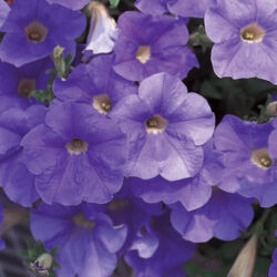 Trailing Sky Blue Petunia Surfinia Trailing Sky Blue
