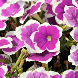 Amethyst Halo Petunia Surprise Amethyst Halo