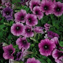 Grape Petunia Surprise Grape