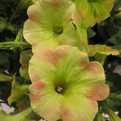 Lemon Frost Petunia Surprise Lemon Frost