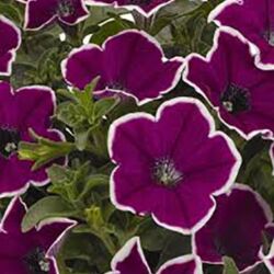 Magenta Halo Petunia Surprise Magenta Halo