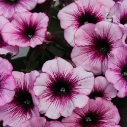 Raspberry Petunia Surprise Raspberry
