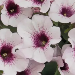 White Orchid Petunia Surprise White Orchid