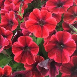 Fional Flash Petunia Sweetunia Fiona Flash