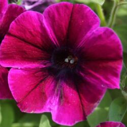 Johnny Flame Petunia Sweetunia Johnny Flame