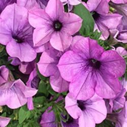 Lavender Shimmer Petunia Sweetunia Lavender Shimmer