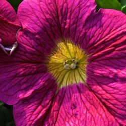 Raspberry Lemonade Petunia Sweetunia Raspberry Lemonade