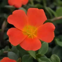 Orange Portulaca Riograndes Orange