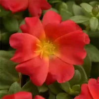 Red Portulaca Riograndes Red