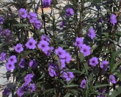 Mexican Petunia Ruellia Mexican Petunia