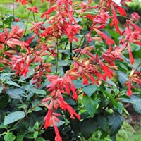 Embers Wish Salvia Embers Wish