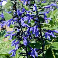 Black & Bloom Salvia Guaranitica Black & Bloom