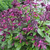 Love Wishes Salvia Love Wishes