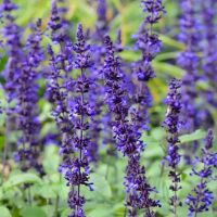 Mystic Spires Blue Salvia Mystic Spires Blue