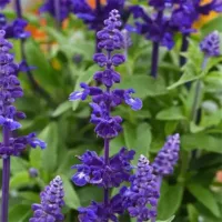 Mystical Blue Salvia Mystical Blue