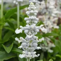 Mystical White Salvia Mystical White