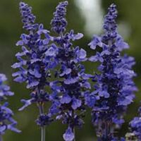 Mysty Salvia Mysty