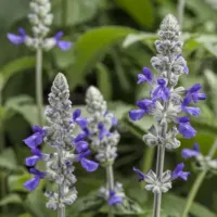 Playin' The Blues Salvia Rockin' Playin' The Blues