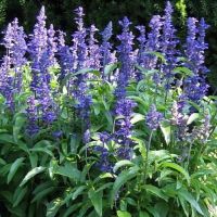 Victoria Blue Salvia Victoria Blue