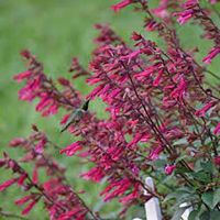 Wendy's Wish Salvia Wendy's Wish
