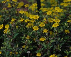 Supergold Sanvatalia Sunvy Supergold