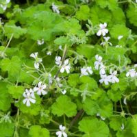 Apple Scented Geranium Pelagorium Apple