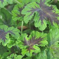 Chocolate Mint Scented Geranium Pelagorium Chocolate