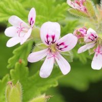 Lemon Scented Geranium Pelagorium Lemon