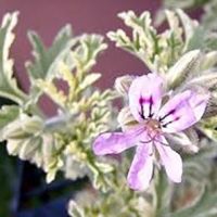 Mint Rose Scented Geranium Pelagorium Mint Rose