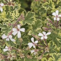 Nutmeg Scented Geranium Pelagorium Nutmeg