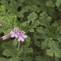 Old Fashioned Rose Scented Geranium Pelagorium Old Fashioned Rose